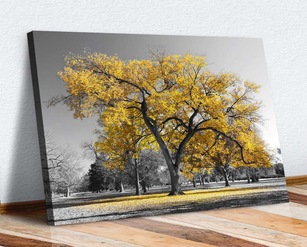 Large Tree Yellow Leaves Black White Canvas Wall Art Picture Print (8in x 12in / 20cm x 30cm)
