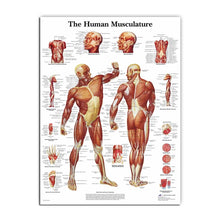 Load image into Gallery viewer, Science Wall Art Muscle System Human Anatomy Diagram Medical Education Supplies HD Oil On Canvas Posters And Prints Home Decor