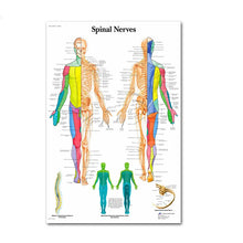 Load image into Gallery viewer, Science Wall Art Muscle System Human Anatomy Diagram Medical Education Supplies HD Oil On Canvas Posters And Prints Home Decor