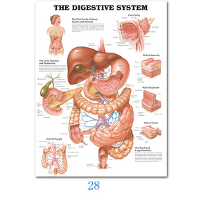 Science Wall Art Muscle System Human Anatomy Diagram Medical Education Supplies HD Oil On Canvas Posters And Prints Home Decor
