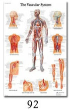 Load image into Gallery viewer, Science Wall Art Muscle System Human Anatomy Diagram Medical Education Supplies HD Oil On Canvas Posters And Prints Home Decor