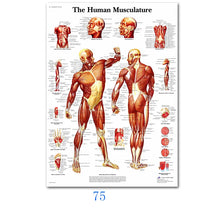 Load image into Gallery viewer, Science Wall Art Muscle System Human Anatomy Diagram Medical Education Supplies HD Oil On Canvas Posters And Prints Home Decor