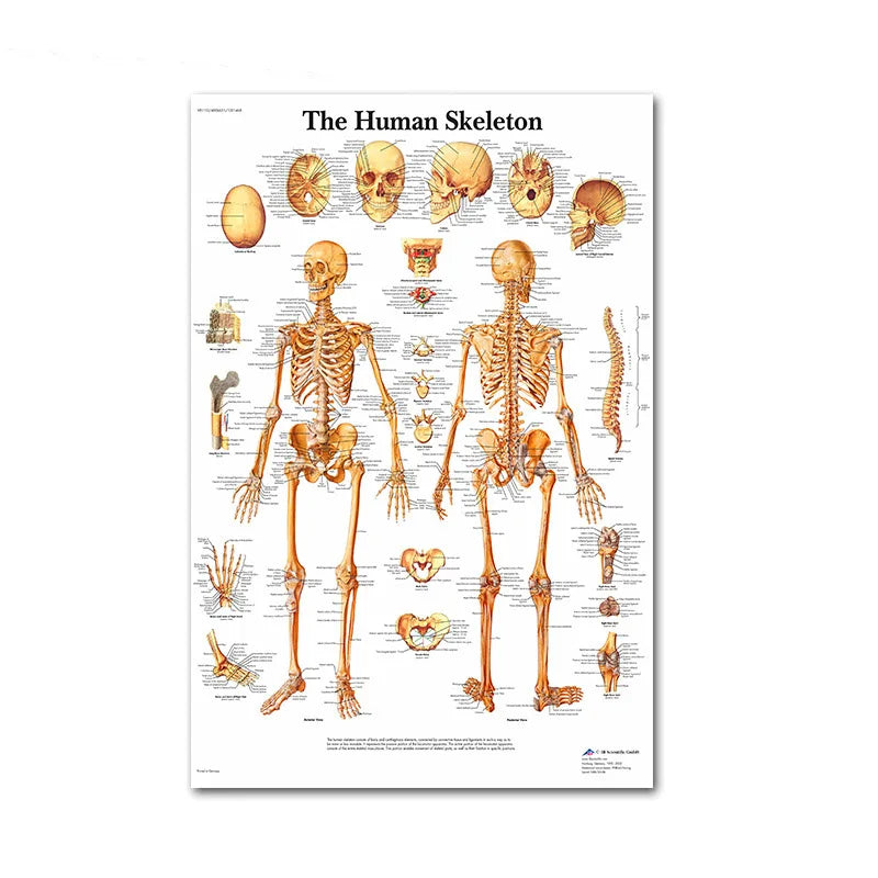Science Wall Art Muscle System Human Anatomy Diagram Medical Education Supplies HD Oil On Canvas Posters And Prints Home Decor