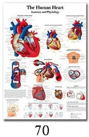 Science Wall Art Muscle System Human Anatomy Diagram Medical Education Supplies HD Oil On Canvas Posters And Prints Home Decor