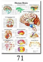 Load image into Gallery viewer, Science Wall Art Muscle System Human Anatomy Diagram Medical Education Supplies HD Oil On Canvas Posters And Prints Home Decor
