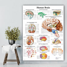 Load image into Gallery viewer, Science Wall Art Muscle System Human Anatomy Diagram Medical Education Supplies HD Oil On Canvas Posters And Prints Home Decor
