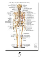 Load image into Gallery viewer, Science Wall Art Muscle System Human Anatomy Diagram Medical Education Supplies HD Oil On Canvas Posters And Prints Home Decor