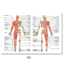 Load image into Gallery viewer, Science Wall Art Muscle System Human Anatomy Diagram Medical Education Supplies HD Oil On Canvas Posters And Prints Home Decor