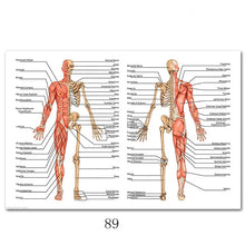 Load image into Gallery viewer, Science Wall Art Muscle System Human Anatomy Diagram Medical Education Supplies HD Oil On Canvas Posters And Prints Home Decor