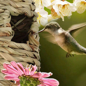 Unique Bird Nest! Hibiscus Grass, Eco-Friendly Dwelling