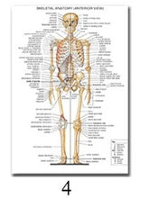 Load image into Gallery viewer, Science Wall Art Muscle System Human Anatomy Diagram Medical Education Supplies HD Oil On Canvas Posters And Prints Home Decor