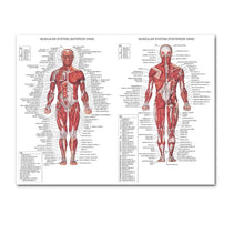 Load image into Gallery viewer, Science Wall Art Muscle System Human Anatomy Diagram Medical Education Supplies HD Oil On Canvas Posters And Prints Home Decor