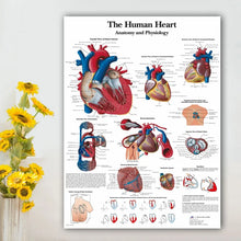 Load image into Gallery viewer, Science Wall Art Muscle System Human Anatomy Diagram Medical Education Supplies HD Oil On Canvas Posters And Prints Home Decor