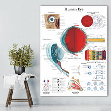 Load image into Gallery viewer, Science Wall Art Muscle System Human Anatomy Diagram Medical Education Supplies HD Oil On Canvas Posters And Prints Home Decor