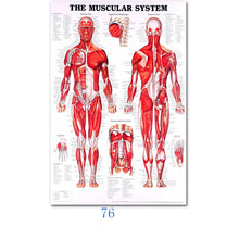 Load image into Gallery viewer, Science Wall Art Muscle System Human Anatomy Diagram Medical Education Supplies HD Oil On Canvas Posters And Prints Home Decor
