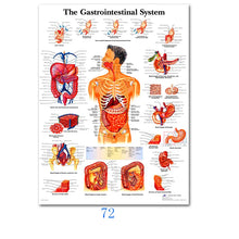 Load image into Gallery viewer, Science Wall Art Muscle System Human Anatomy Diagram Medical Education Supplies HD Oil On Canvas Posters And Prints Home Decor
