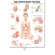 Load image into Gallery viewer, Science Wall Art Muscle System Human Anatomy Diagram Medical Education Supplies HD Oil On Canvas Posters And Prints Home Decor