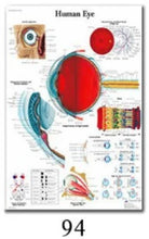 Load image into Gallery viewer, Science Wall Art Muscle System Human Anatomy Diagram Medical Education Supplies HD Oil On Canvas Posters And Prints Home Decor