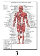 Load image into Gallery viewer, Science Wall Art Muscle System Human Anatomy Diagram Medical Education Supplies HD Oil On Canvas Posters And Prints Home Decor