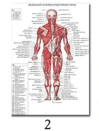 Science Wall Art Muscle System Human Anatomy Diagram Medical Education Supplies HD Oil On Canvas Posters And Prints Home Decor