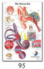Load image into Gallery viewer, Science Wall Art Muscle System Human Anatomy Diagram Medical Education Supplies HD Oil On Canvas Posters And Prints Home Decor